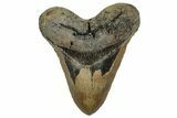 Fossil Megalodon Tooth - North Carolina #328433-1